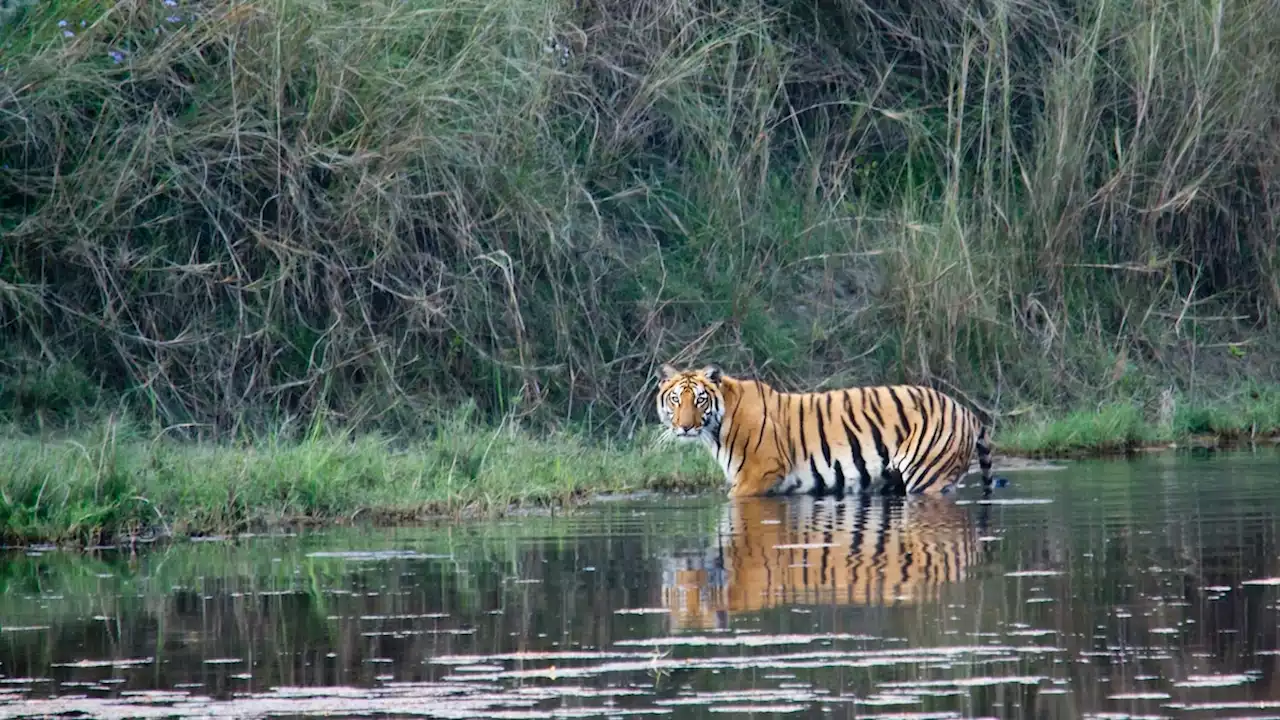 Tigers have nearly tripled in Nepal, but at what cost?