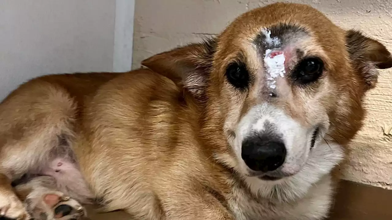 Corgi Named Arthur ‘Miraculously' Survives Being Shot in the Head