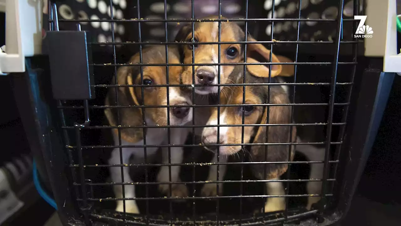 ‘They Don't Know What Grass Is': Rescued Beagles Get Ready For Adoption in San Diego