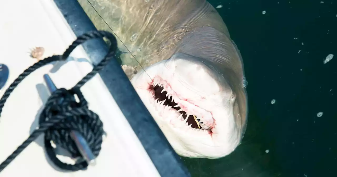 Shark Spotters