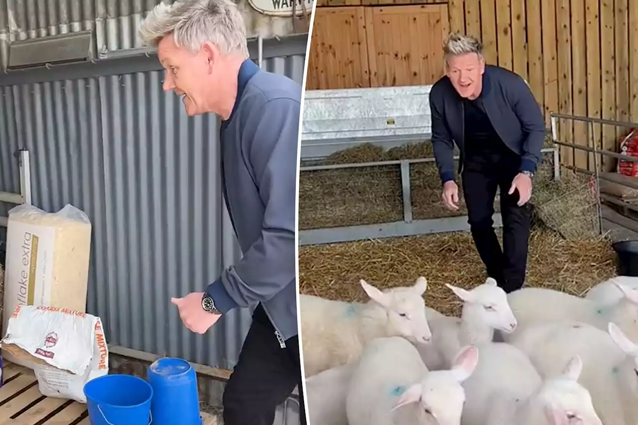 Gordon Ramsay slammed for TikTok video picking out lamb to kill and eat: ‘Yummy, yum’