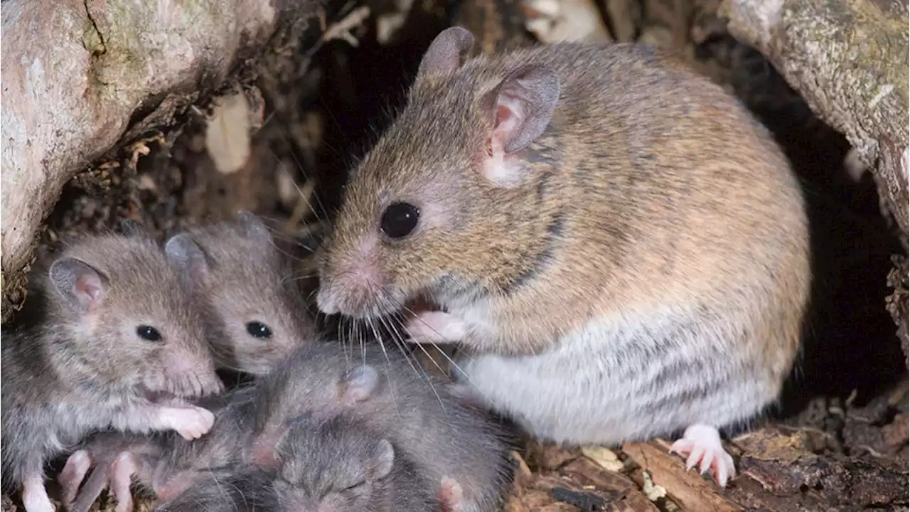 Amidst COVID-19 surge, Nigeria records new cases of Lassa Fever, Monkeypox