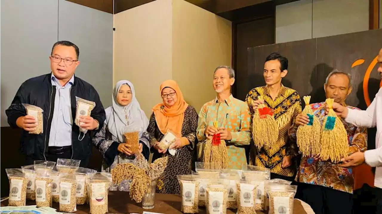 IPB University Luncurkan Beras Sorgum Kaya Manfaat |Republika Online