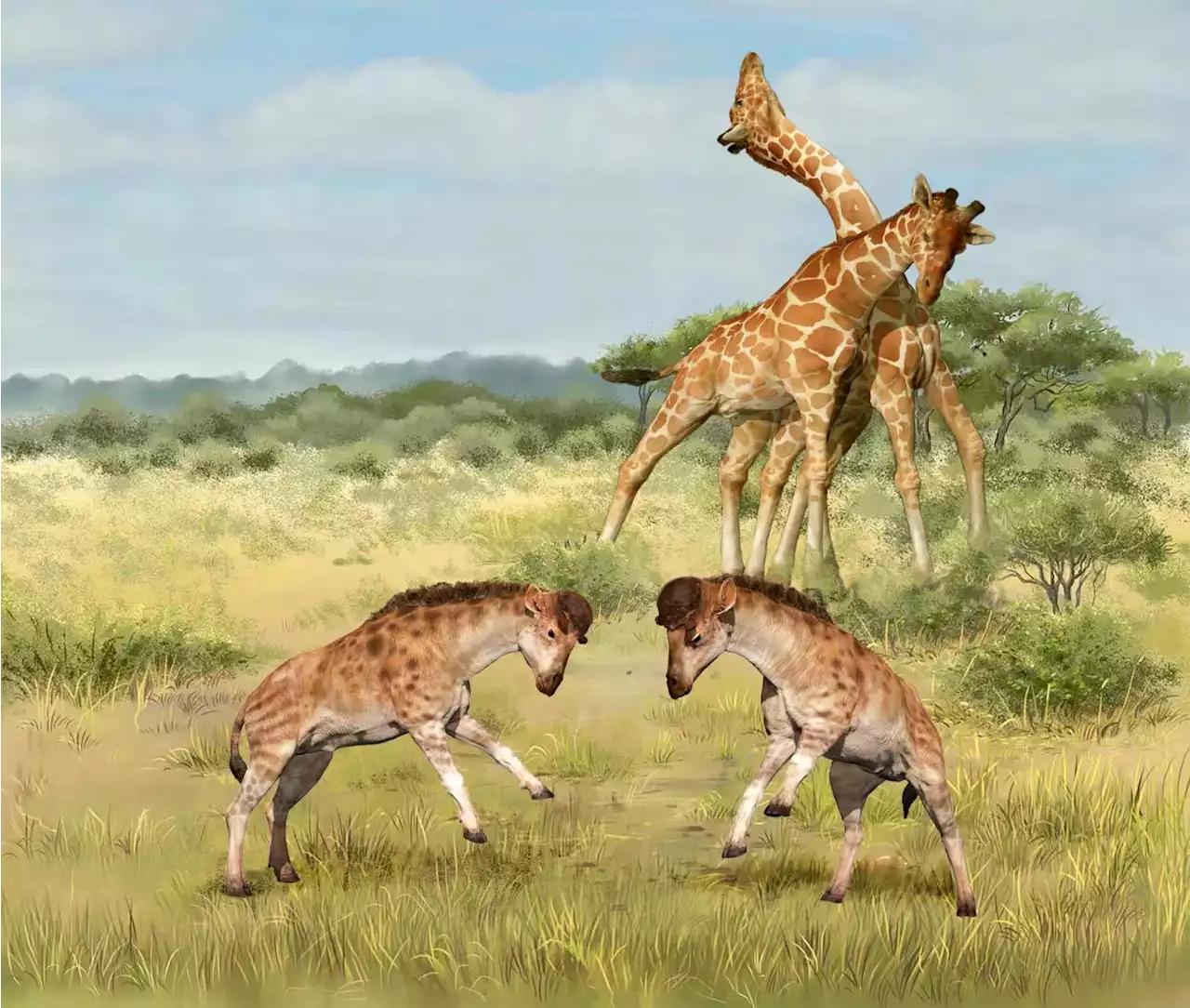 Scientists Discover the Real Reason Giraffes Had Long Necks