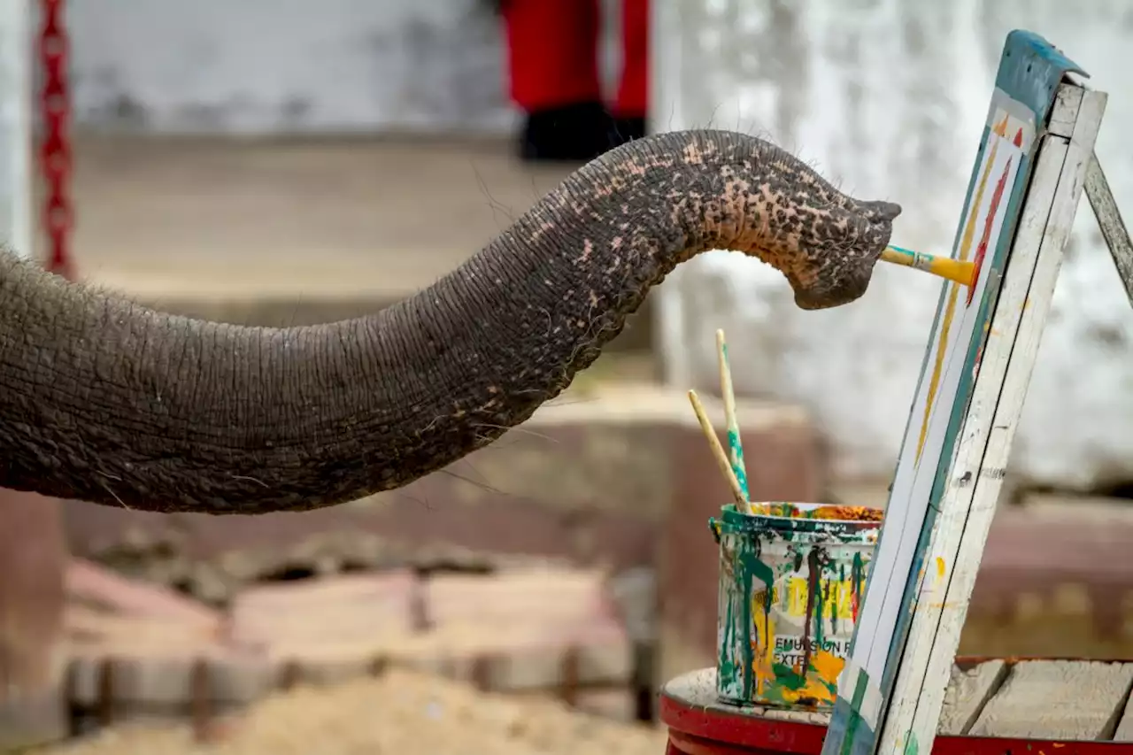 Does a Video Show an Elephant Painting a Picture of an Elephant?