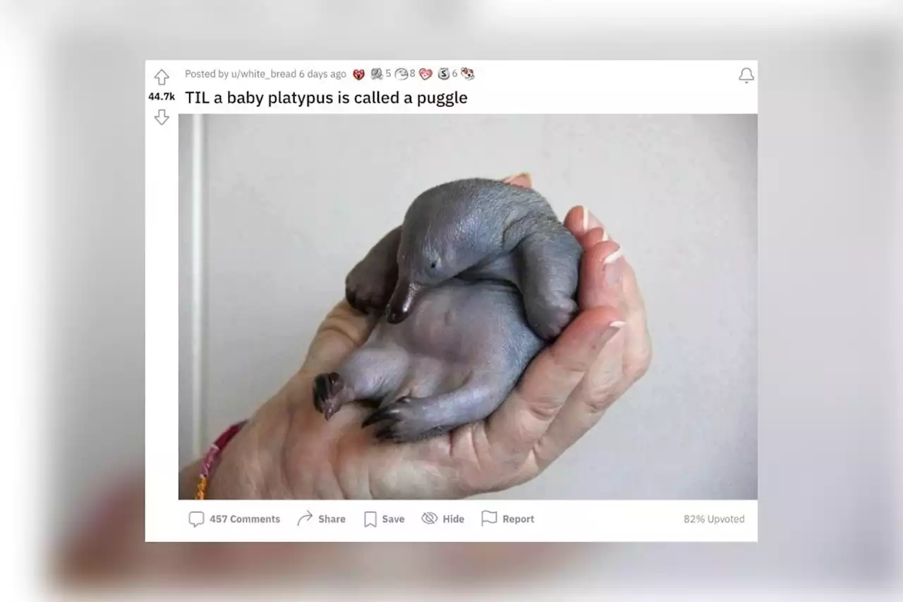 No, This Photo Doesn’t Show a Baby Platypus