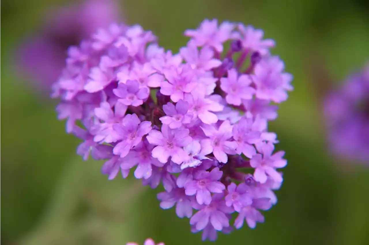 10 of the best drought resistant plants to grow during the UK heatwave