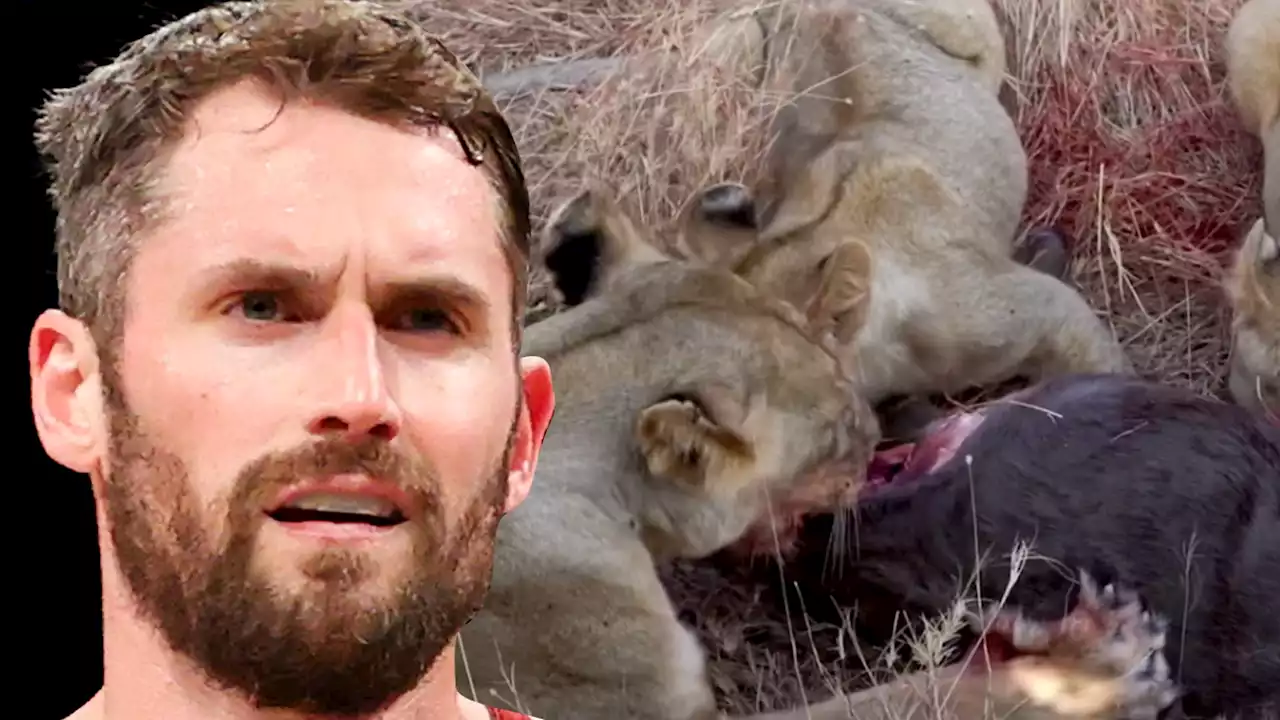 Kevin Love Watches Lions Devour Prey On African Safari