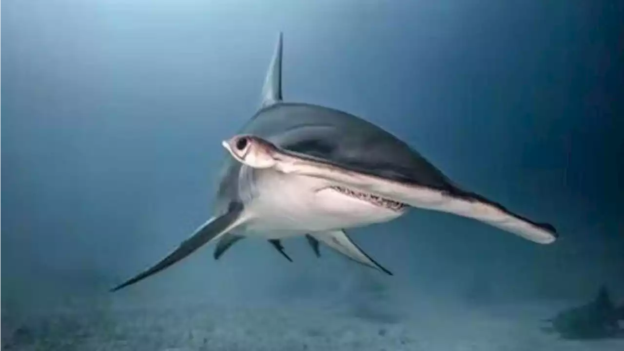 Why do hammerhead sharks have hammer-shaped heads?