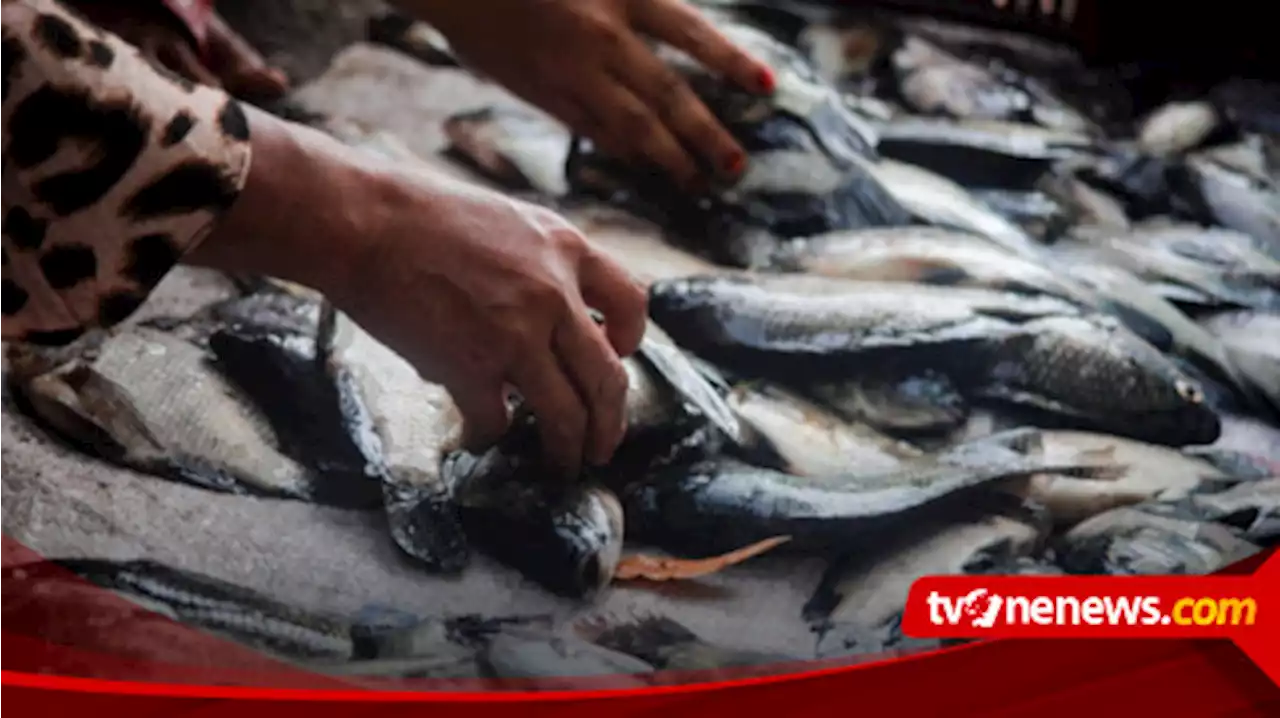 Fenomena Koyo, Ribuan Ikan di Ranu Klakah Lumajang Mabuk, Warga Rebutan Tangkap Ikan