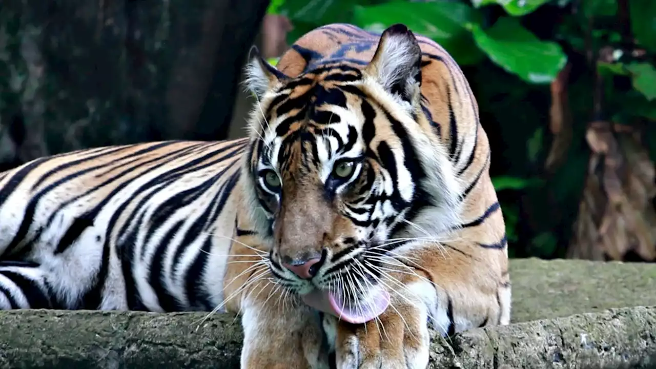 World Tiger Day: Menyelisik Kondisi Harimau Sumatera di Riau dan Sumbar