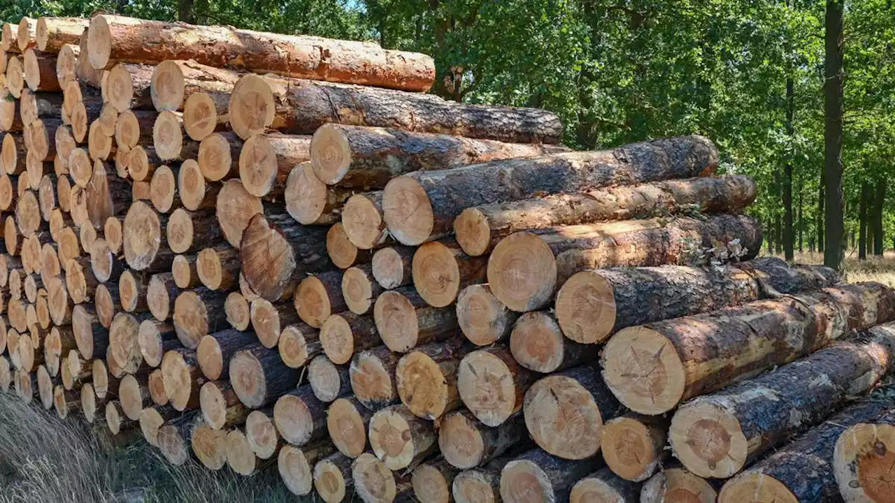 holz in bremen immer begehrter – mehr wachsamkeit im bürgerpark