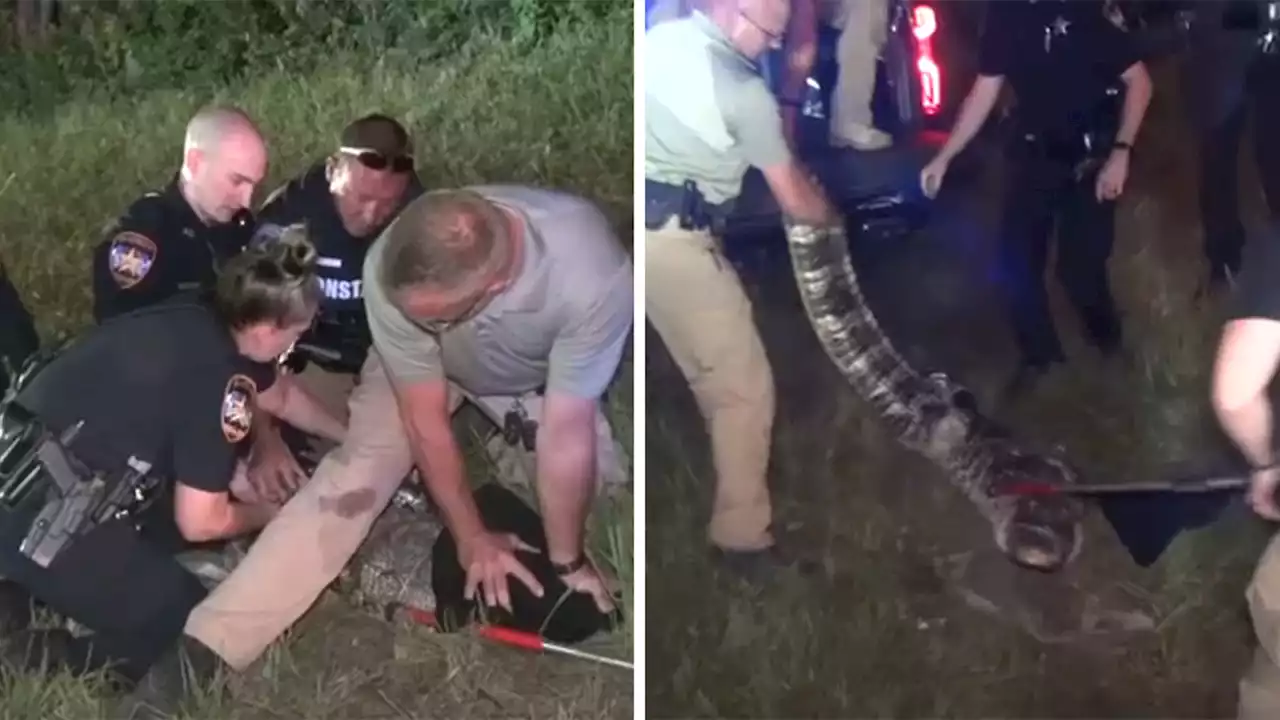 Harris Co. Pct. 4 deputies respond to Lake Houston home and find 3-foot alligator at the front porch