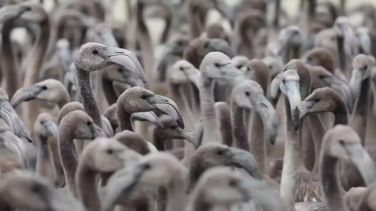 Cute Video: Baby flamingos welcomed into their new lagoon in southern Spain