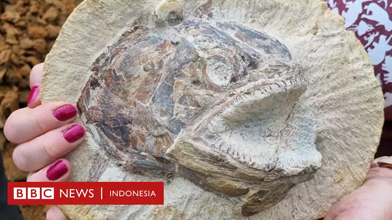 Fosil ikan berwujud tiga dimensi yang tampak ganas ditemukan di ladang ternak - BBC News Indonesia