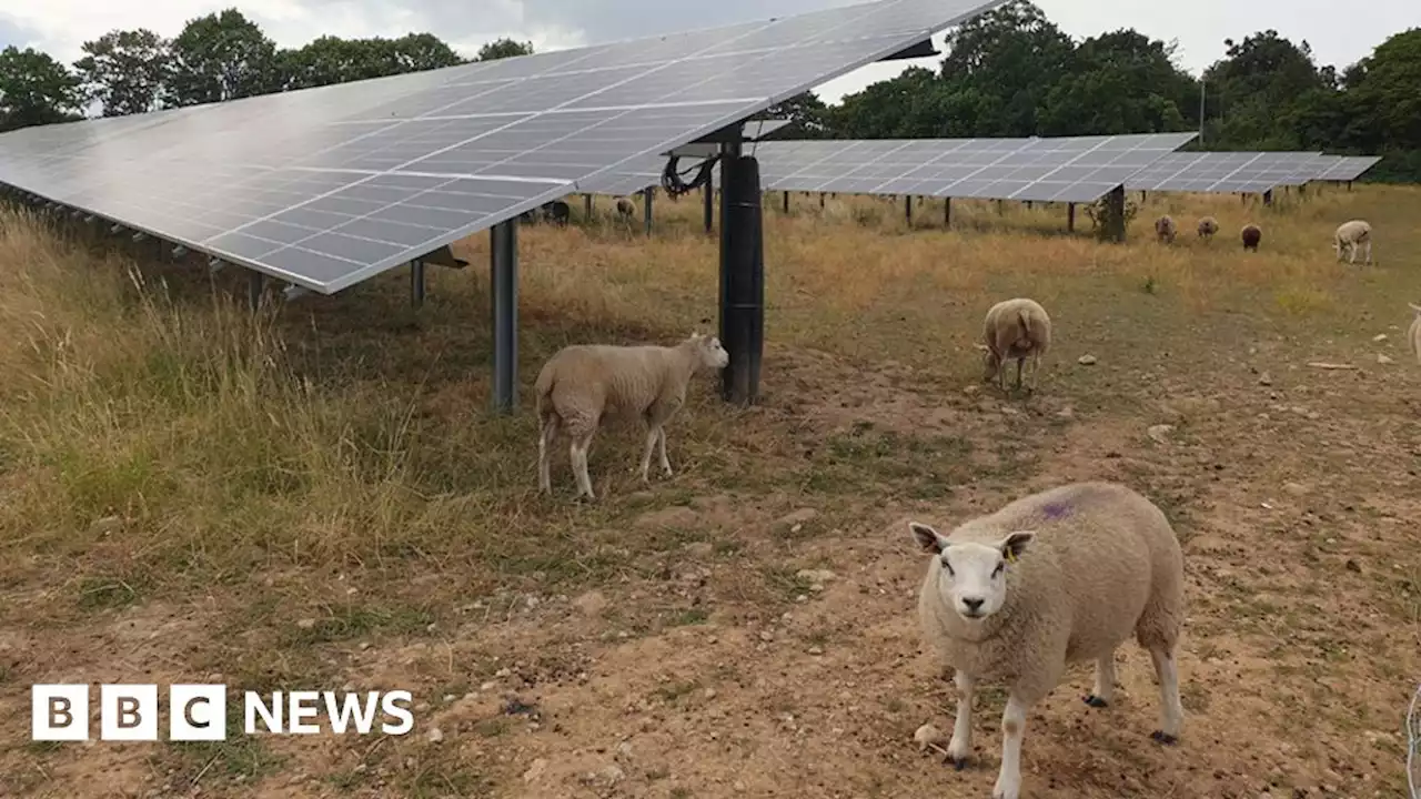 Sheep help to keep grass trimmed at East Yorkshire solar farm