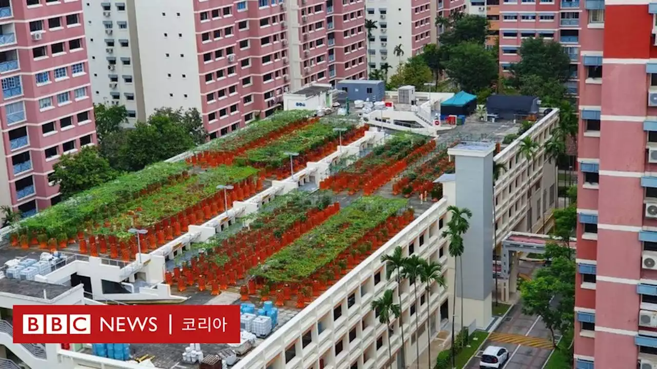 싱가포르: 주차장에서 채소를 키우는 농부들 - BBC News 코리아