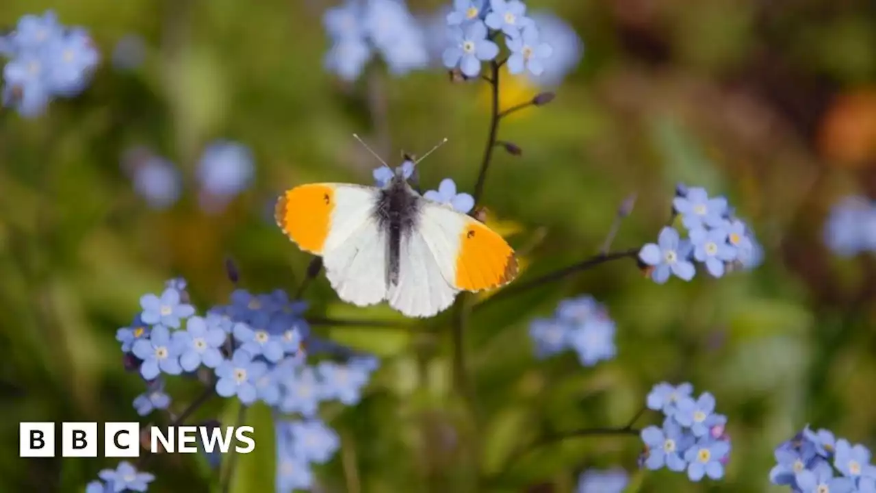 Big Butterfly Count: NI public urged track population