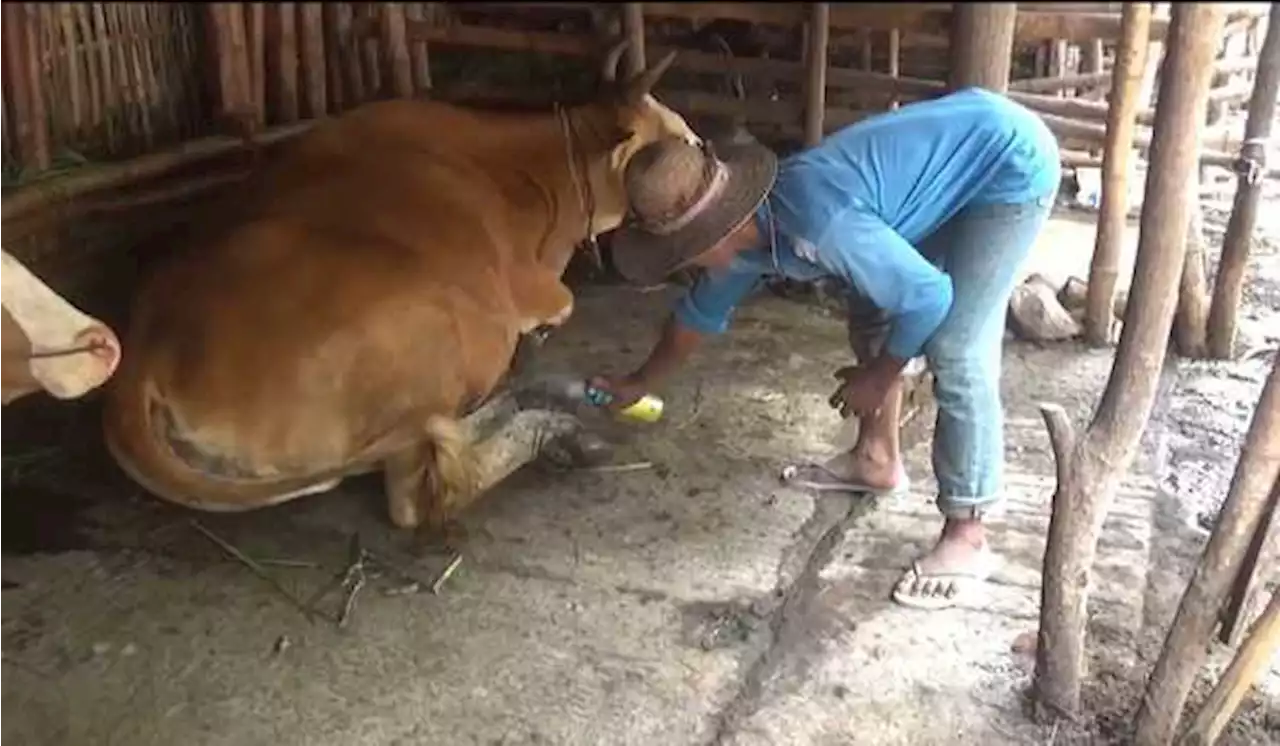 Sembilan Ekor Sapi di Way Kanan Mati Akibat Wabah PMK