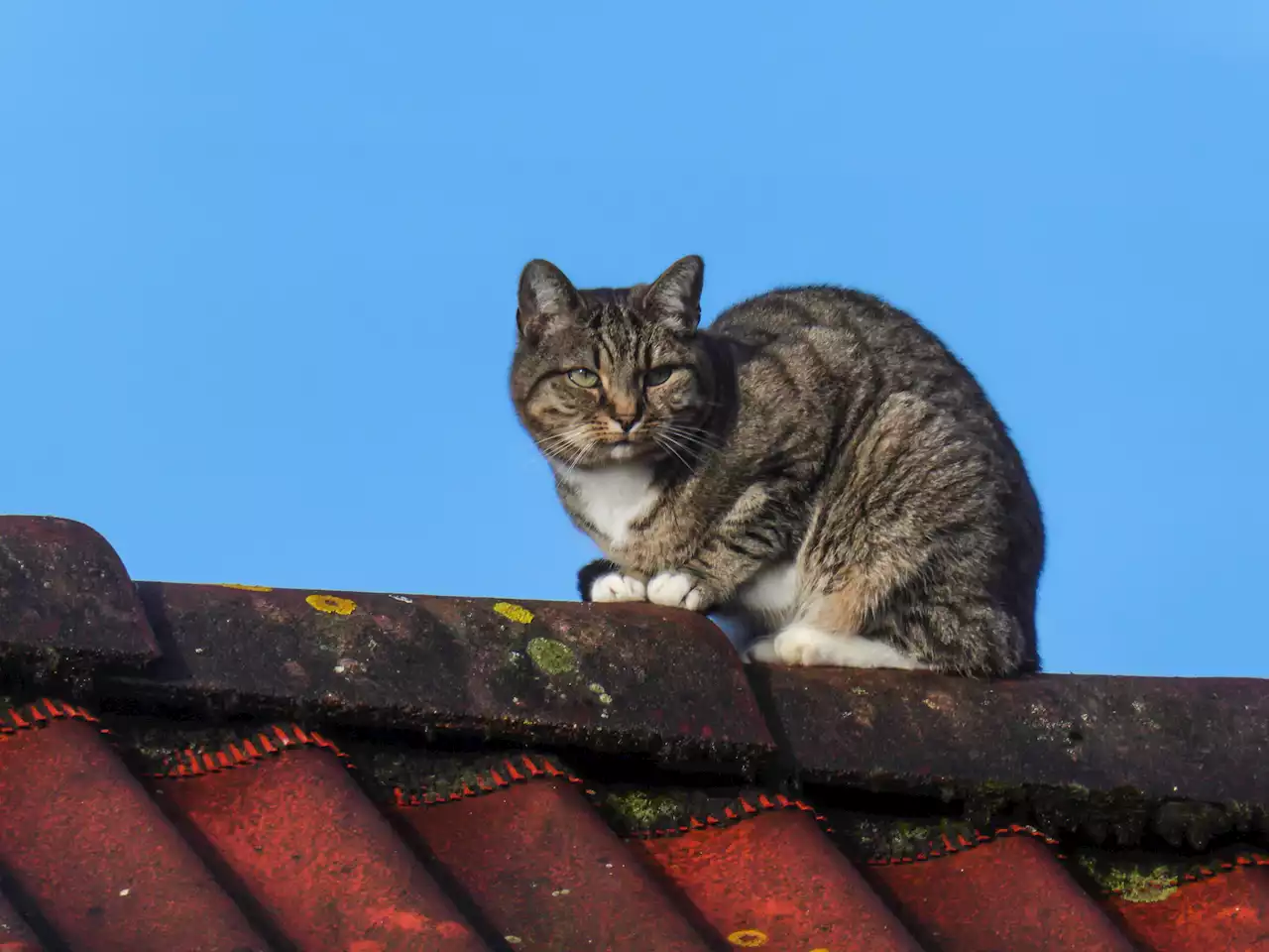 Frau will Katze von Hausdach retten und stürzt aus drittem Stock