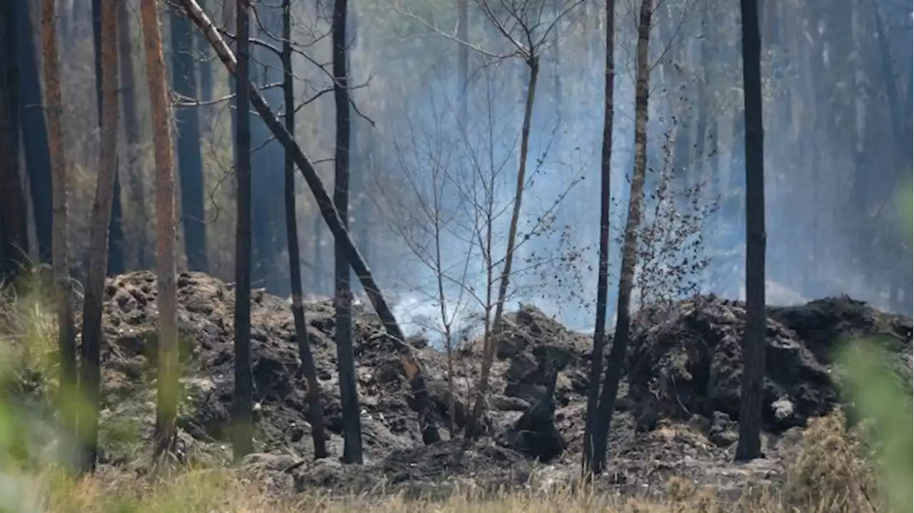 Sorge um Waldbrandlage bei Falkenberg wegen ausbleibender Niederschläge