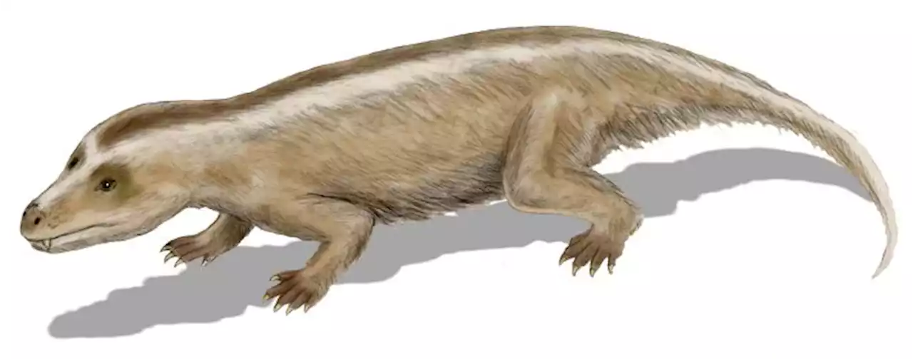 THE CONVERSATION: Mystery solved: When our mammal ancestors became warm-blooded