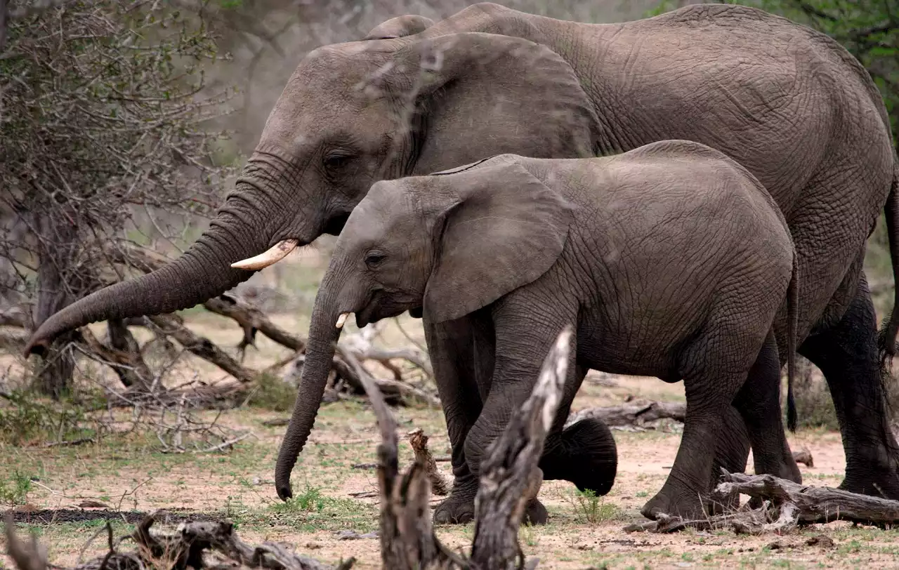 WILDLIFE MANAGEMENT OP-ED: The scientific evidence is clear — elephants are affecting biodiversity in the Kruger National Park