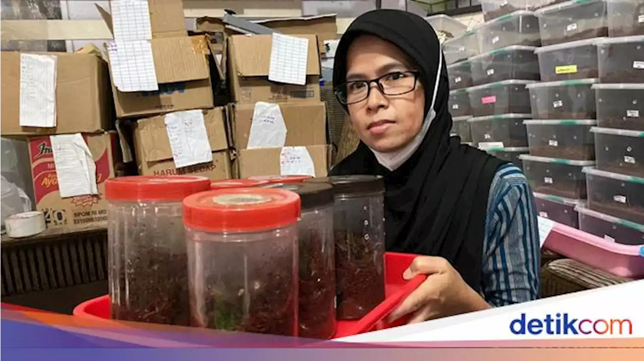 Kerja Keras Pemberi Makan Tarantula Demi Orang Tercinta