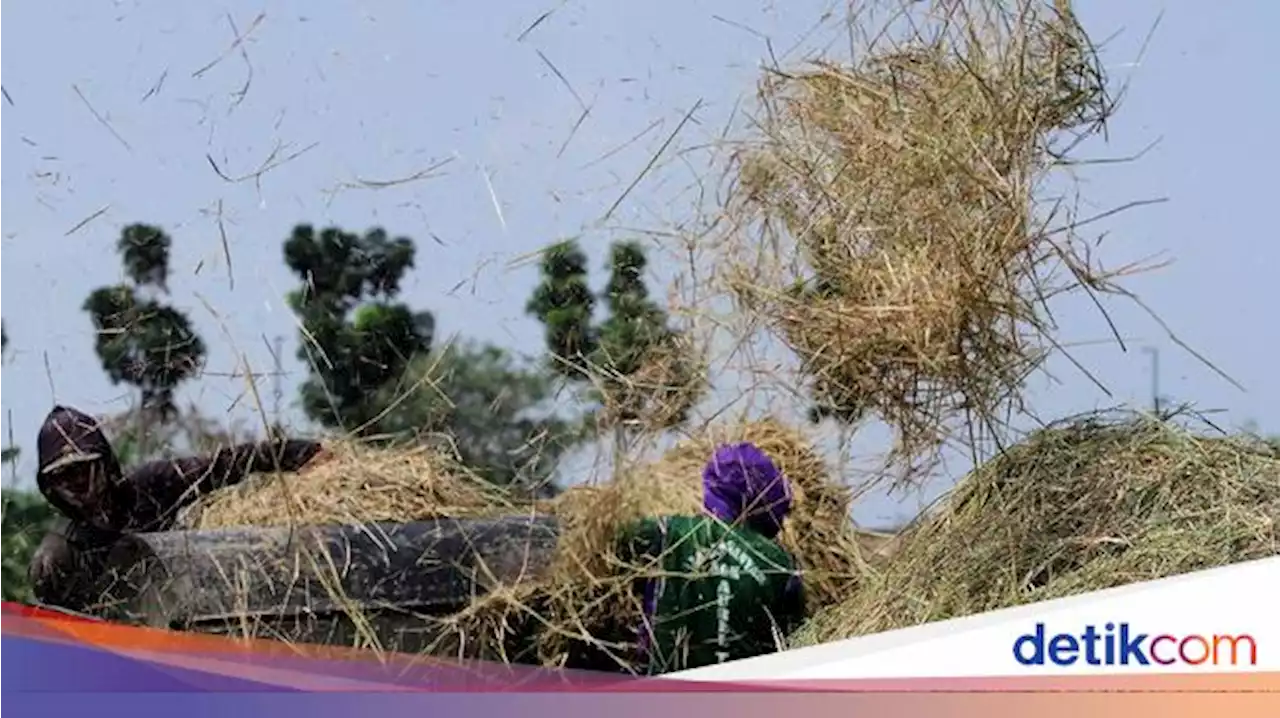 Wilmar Targetkan Kemitraan Lahan Padi 1.000 Ha di Medan-Palembang