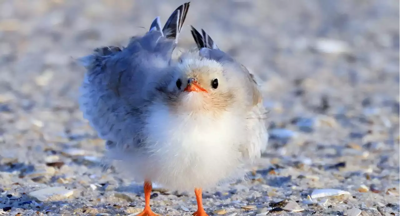 Volunteers hit Queens beach to protect piping plovers