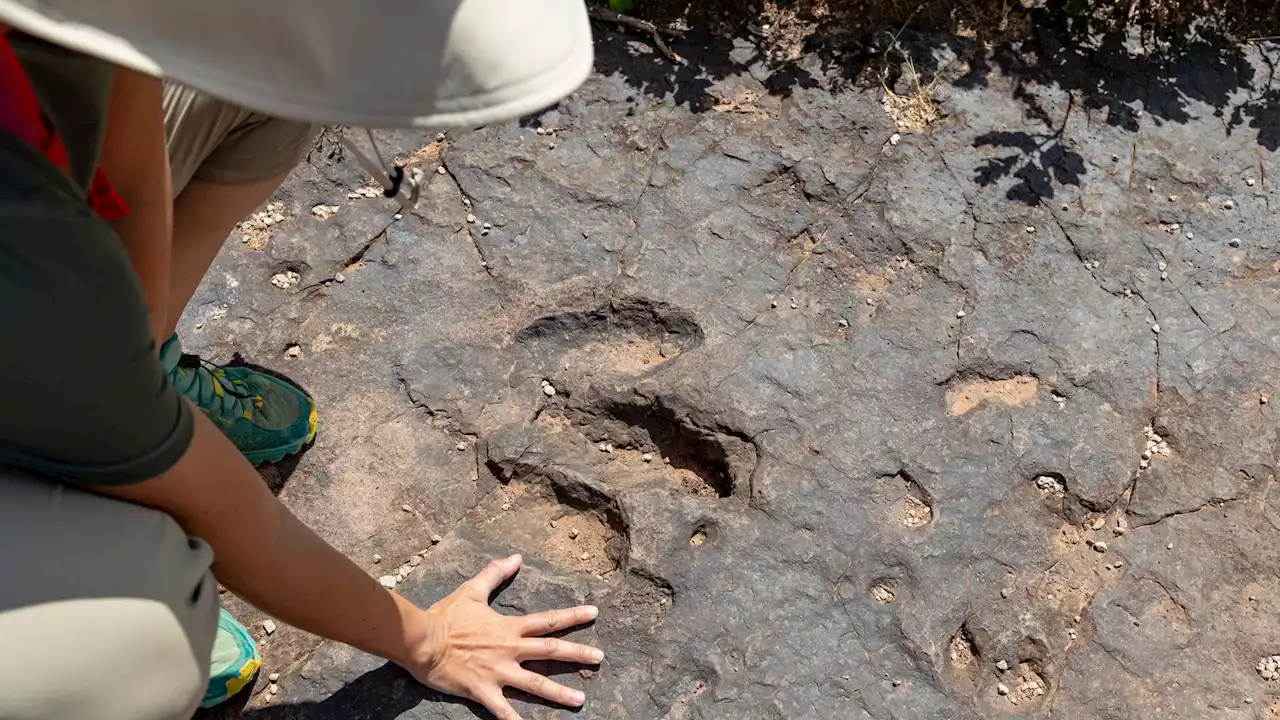 Unsuspecting diner discovers dinosaur footprints in Chinese restaurant