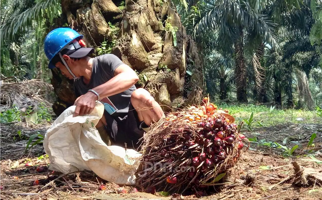 Alhamdulillah, Harga TBS Sawit Makin Moncer, Jadi Sebegini