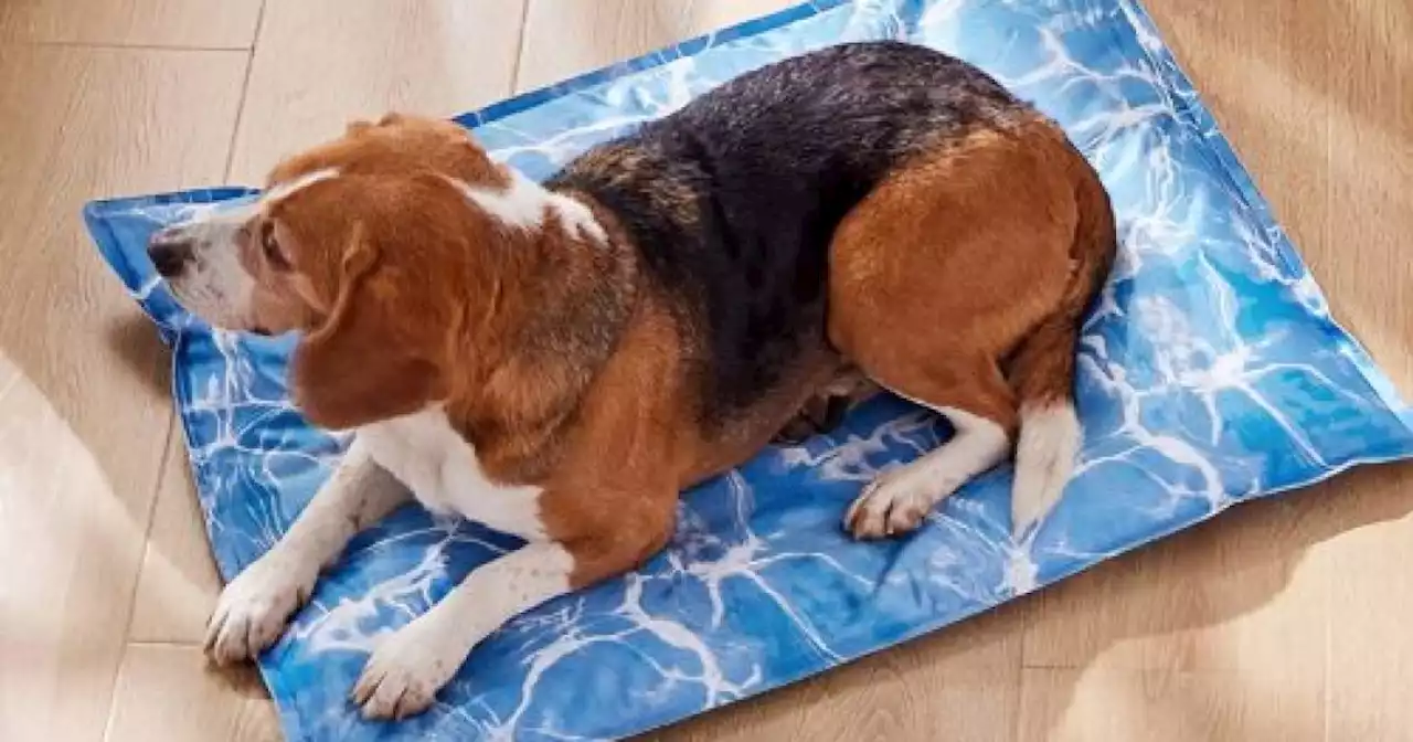 Cooling Dog Beds Are A Must For Your Pup In Summer