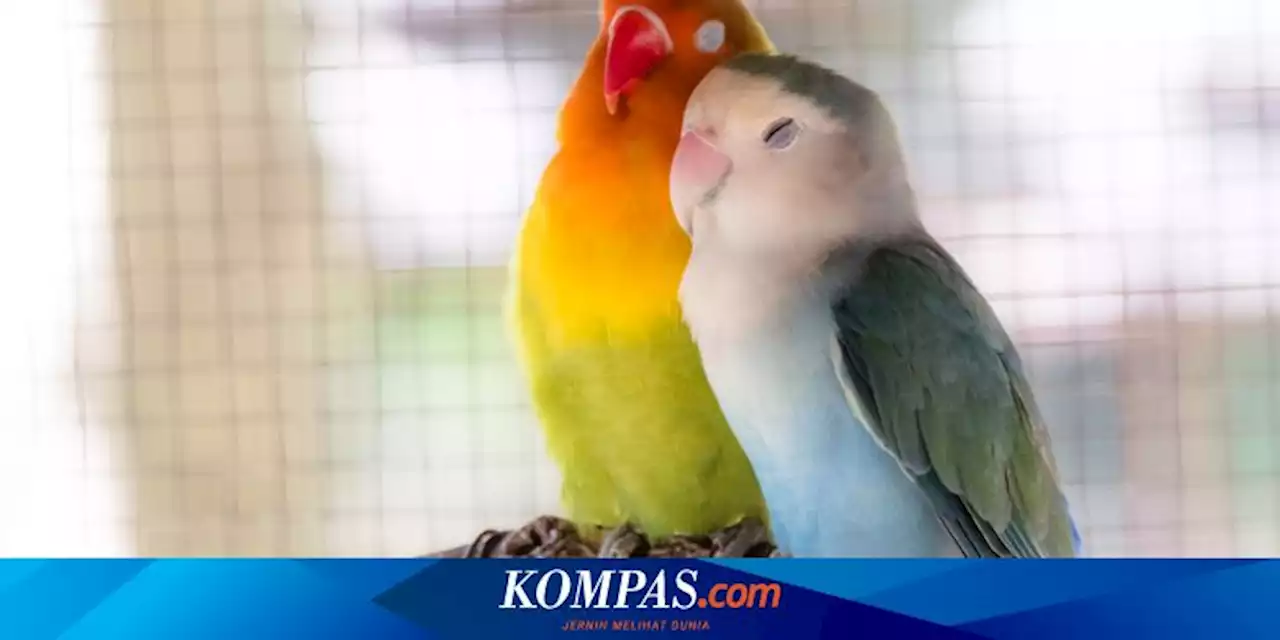 Bagaimana Cara Burung Tidur dan Berapa Lama?