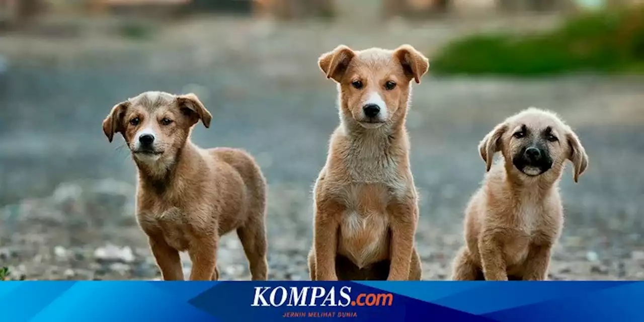 Rumah Jagal Anjing di Surabaya Digerebek Polisi dan Pecinta Satwa, Sudah Beroperasi Selama 40 Tahun