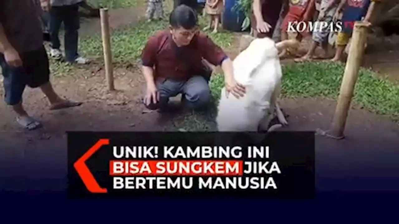 Unik! Seekor Kambing Bisa Sungkem Jadi Tontonan Warga di Pandeglang