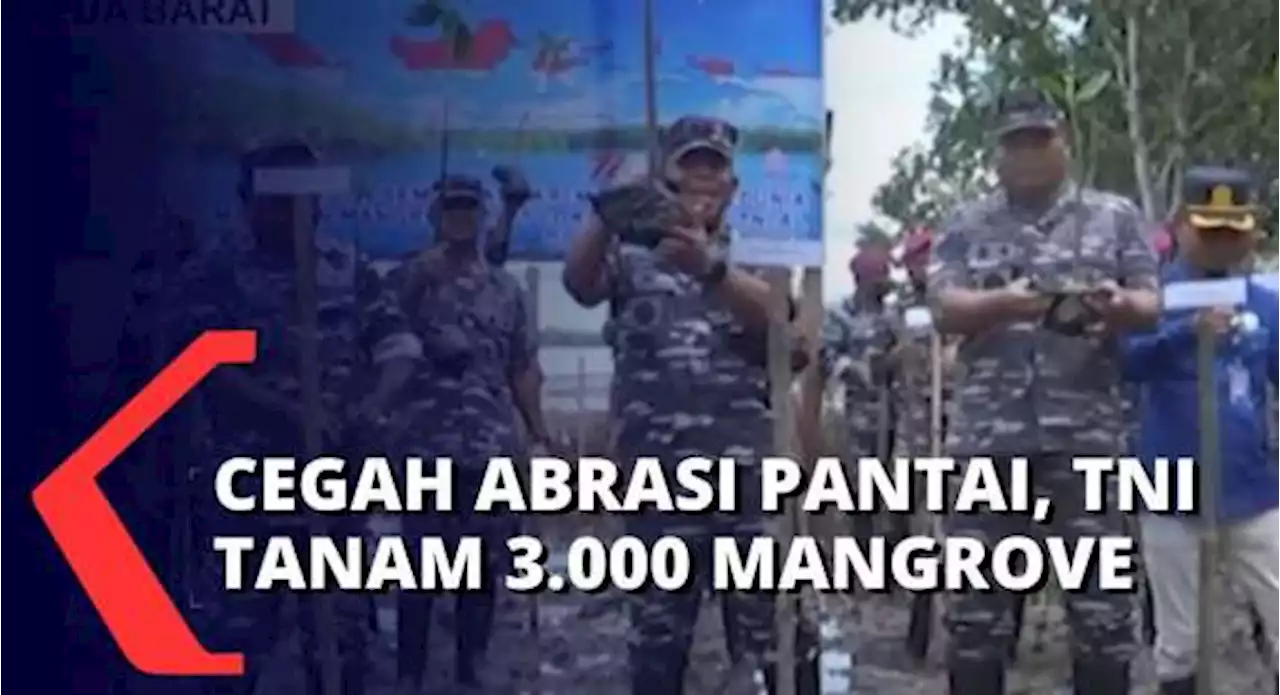 TNI AL Tanam 3.000 Mangrove di Bibir Pantai Sorong Guna Cegah Abrasi, Berikut Selengkapnya...