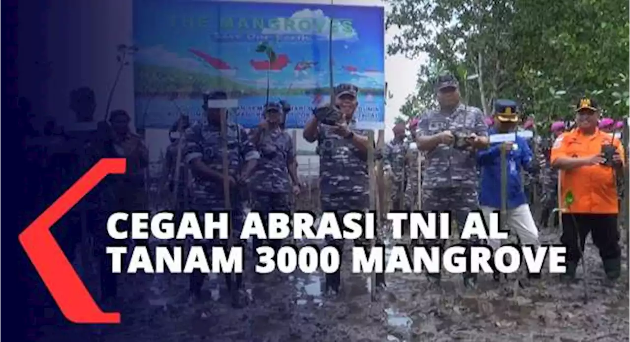 TNI AL Tanam 3000 Bibit Mangrove Di Tampa Garam