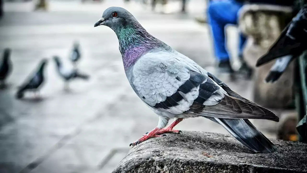 Viral Pesan Berantai Penularan Cacar Monyet Dibawa oleh Burung, Apa Iya?