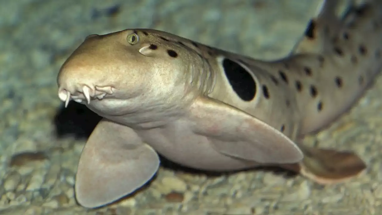 'Walking sharks' caught on video, astound scientists