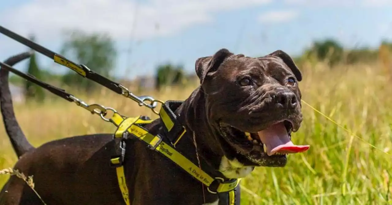 Squeaky toy-loving stray hoping to find home after almost 18 months in rescue