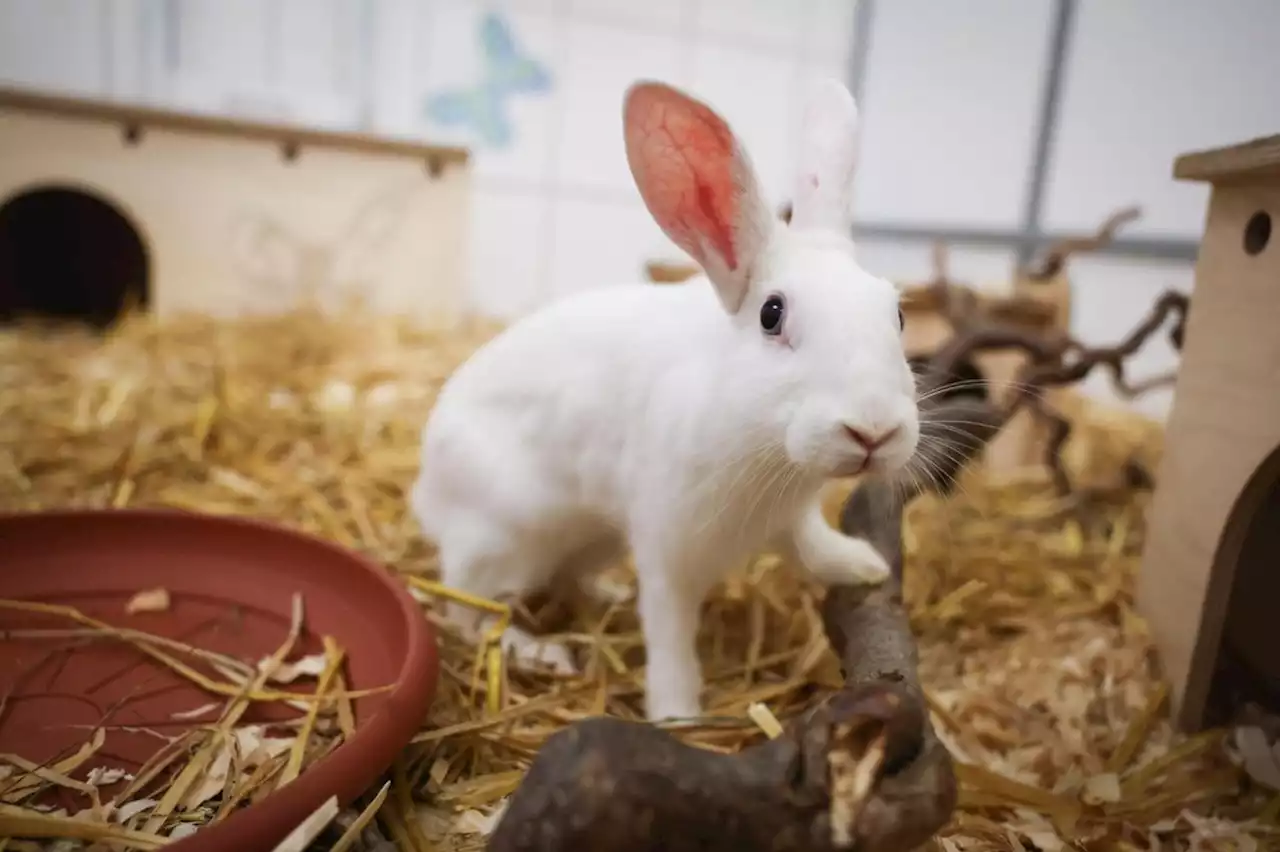 Ausgesetzte Tiere: Hamburgs Tierschützer ziehen bittere Bilanz