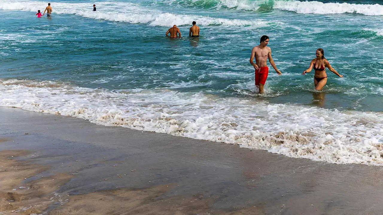 Shark Sightings Get More Common at New York Beaches