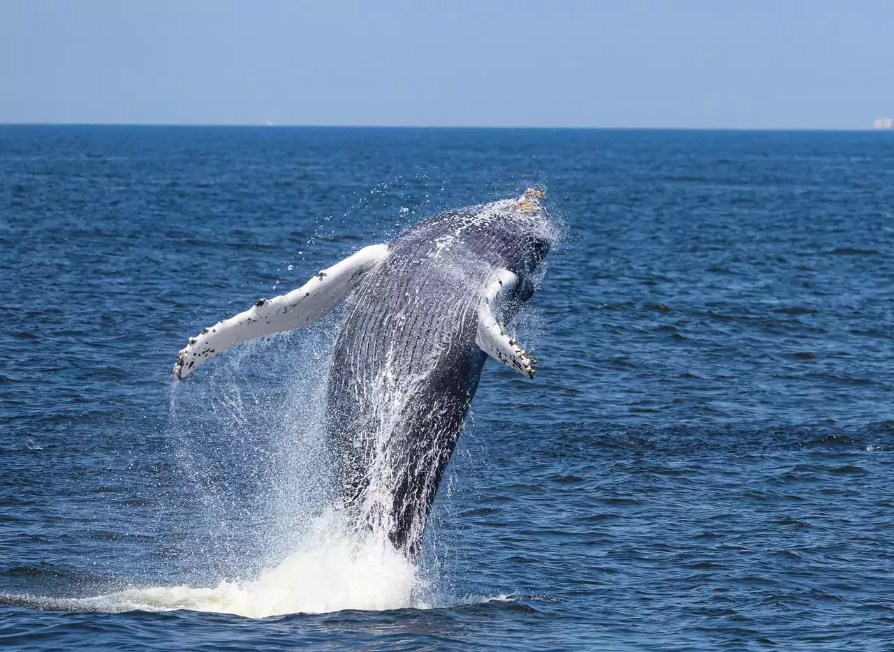 Humpbacks are having a whale of a time at the Jersey Shore as sightings surge