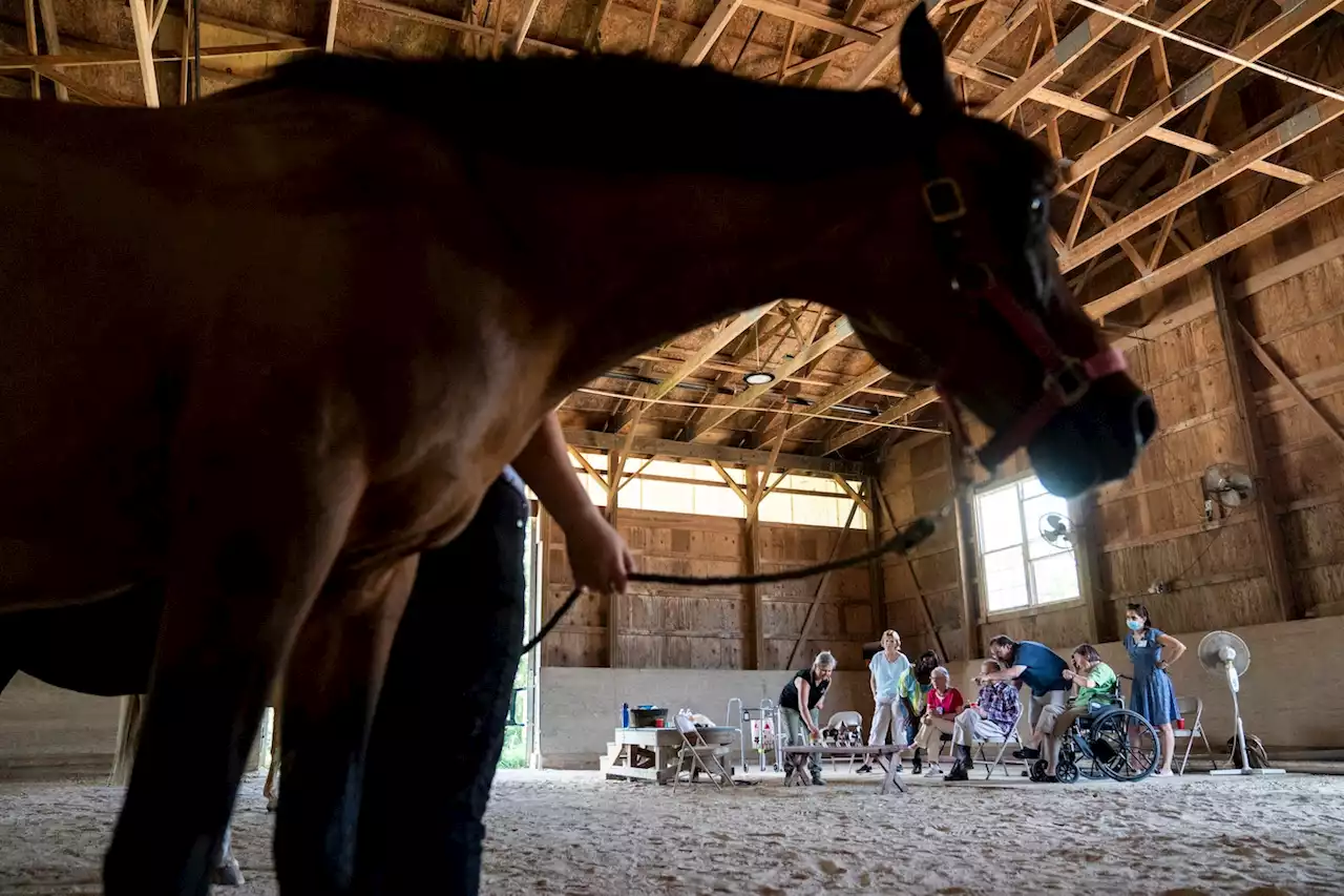 A ‘magical’ treatment for seniors with dementia: Horse therapy