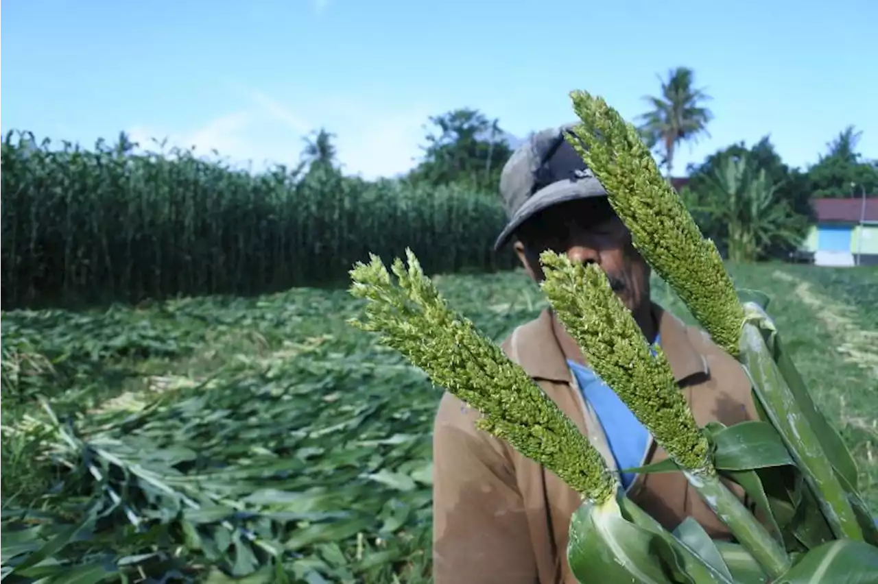 Langkah KSP Mendorong Pelaksanaan Riset Sorgum Tuai Dukungan |Republika Online