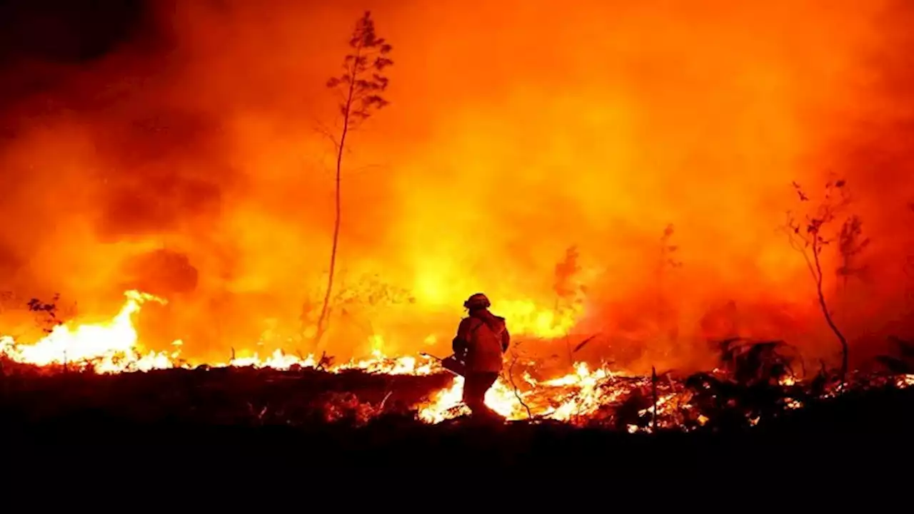 Wildfires in France burn 250 hectares of pine - SABC News - Breaking news, special reports, world, business, sport coverage of all South African current events. Africa's news leader.