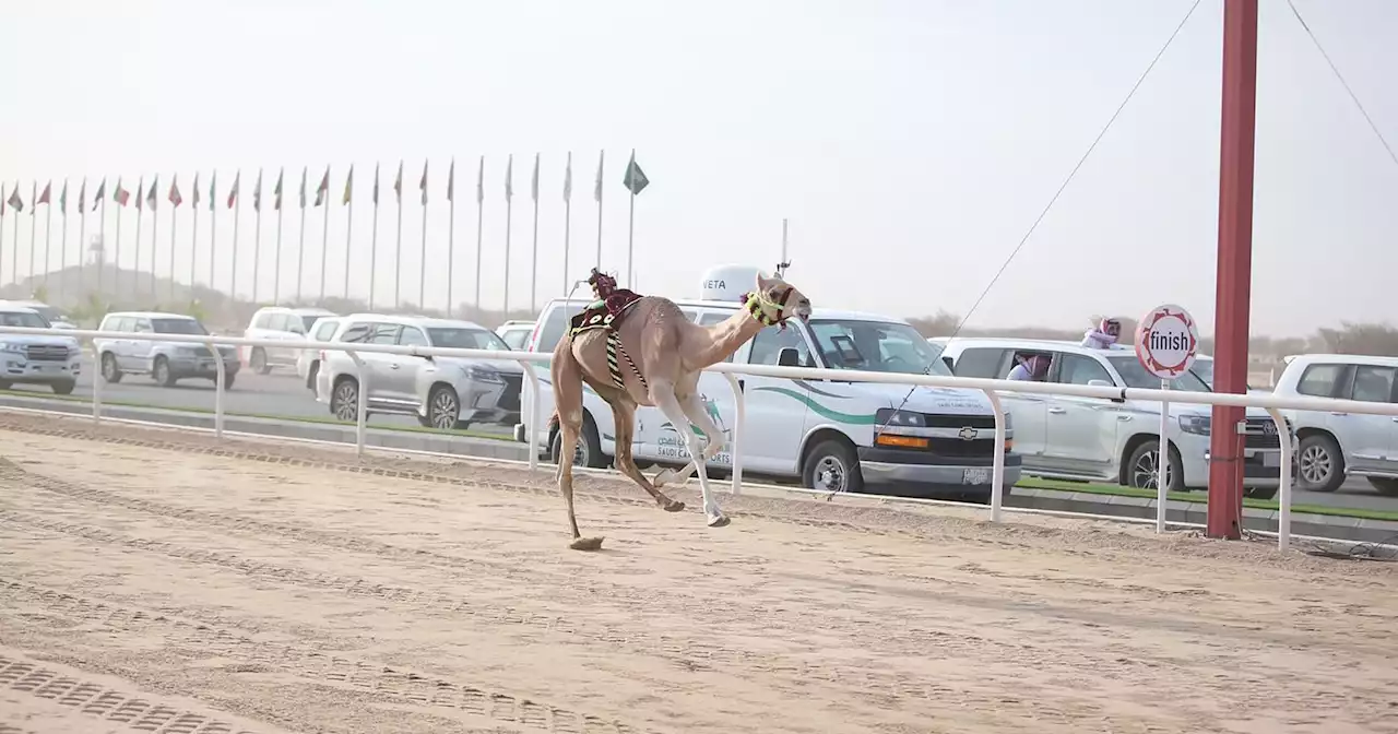 في مهرجان ولي العهد للهجن.. 'الكويت' تطير بالأسرع في المفاريد.. و'السعودية' بالحقايق