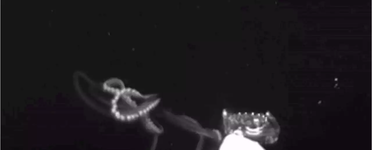 First-of-Its-Kind Video Shows How Giant Squid Hunt Their Prey Deep in The Ocean