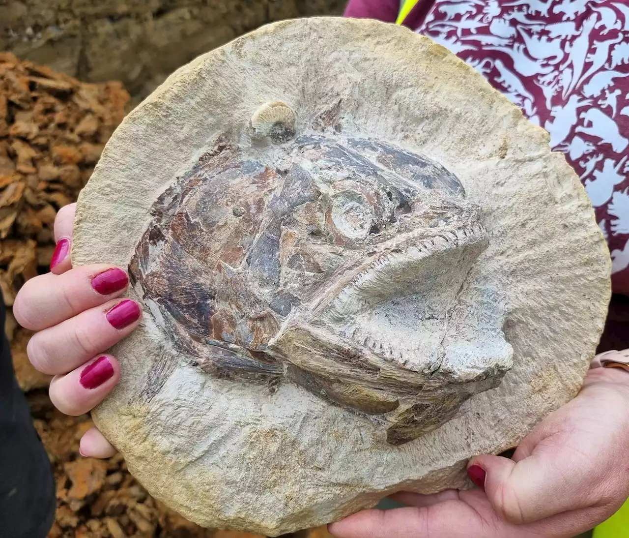 Prehistoric Fossil Fishing at the Farm – Jurassic Marine World Unearthed in a Farmer’s Field